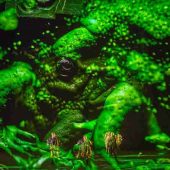 Das Rheingold Bayreuth 2026